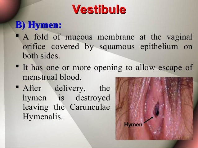 vaginal anatomy bartholin glands Vaginal anatomy bartholin glands